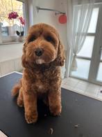 Hondentrimster, Ophalen, Nieuw