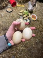 Eenden eieren muskuseend, Dieren en Toebehoren, Geslacht onbekend, Eend