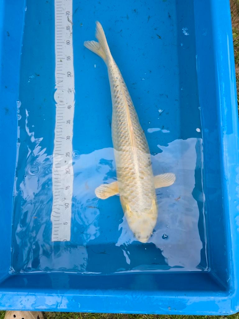 Cream ogon 65-70cm, Dieren en Toebehoren, Vissen | Vijvervissen, Karper of Koi