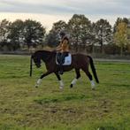 Super lieve 9 jarige merrie Santano x Johnson, Dieren en Toebehoren, Paarden, Merrie, Dressuurpaard