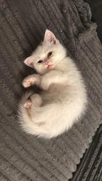 Twee katten kort haar