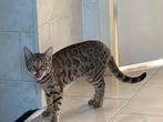 Bengal Cat-Female, Dieren en Toebehoren, Poes, Kortharig, 0 tot 2 jaar