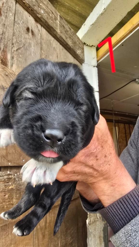 Caucasian Ovcharka nest  in zuid Frankrijk 🇲🇫, Fokker | Hobbymatig, 8 tot 15 weken, Buitenland, Meerdere