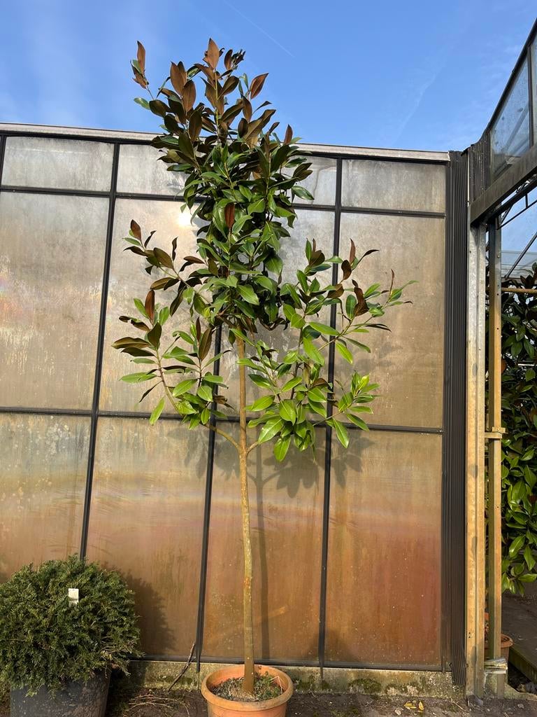 Magnolia grandiflora boomvorm hoogstam - ACTIEPRIJS!, Tuin en Terras, Planten | Bomen, Overige soorten, 250 tot 400 cm, Zomer