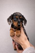 Dwerg Teckel Pups, Miniatuurteckel Puppys, Dieren en Toebehoren, Fokker | Hobbymatig, 8 tot 15 weken, Dwerg, Parvo