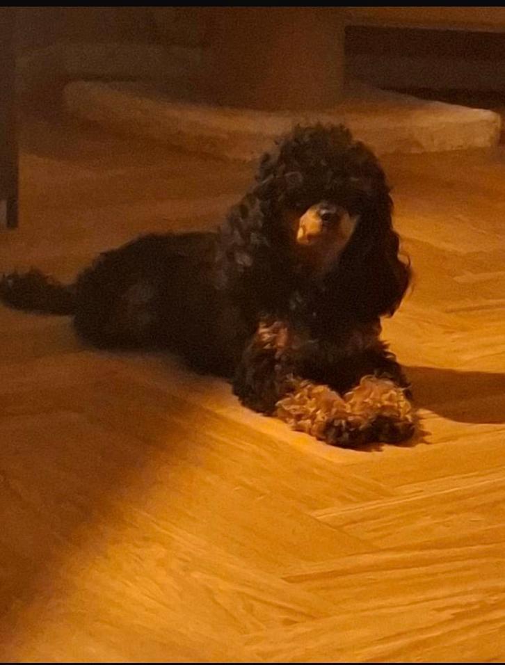 💙🐾 Prachtige Black And Tan Toy Poedel te koop 🐾💙, Dieren en Toebehoren, Honden | Chihuahua's en Gezelschapshonden, Reu, Poedel