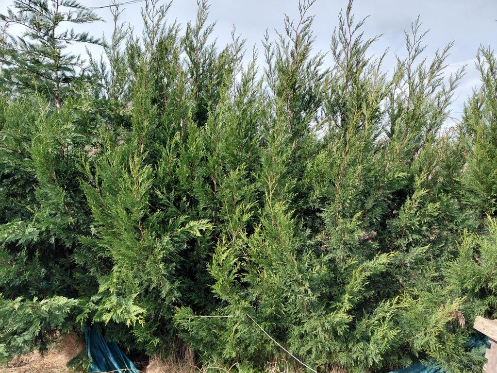 Grote leylandii coniferen 2,5 tot 3 m hoog, Ophalen, Bloeit niet, Halfschaduw, Overige soorten