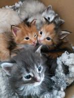 Maine Coon 100% laatste 2 beschikbaar, Meerdere dieren, Ontwormd