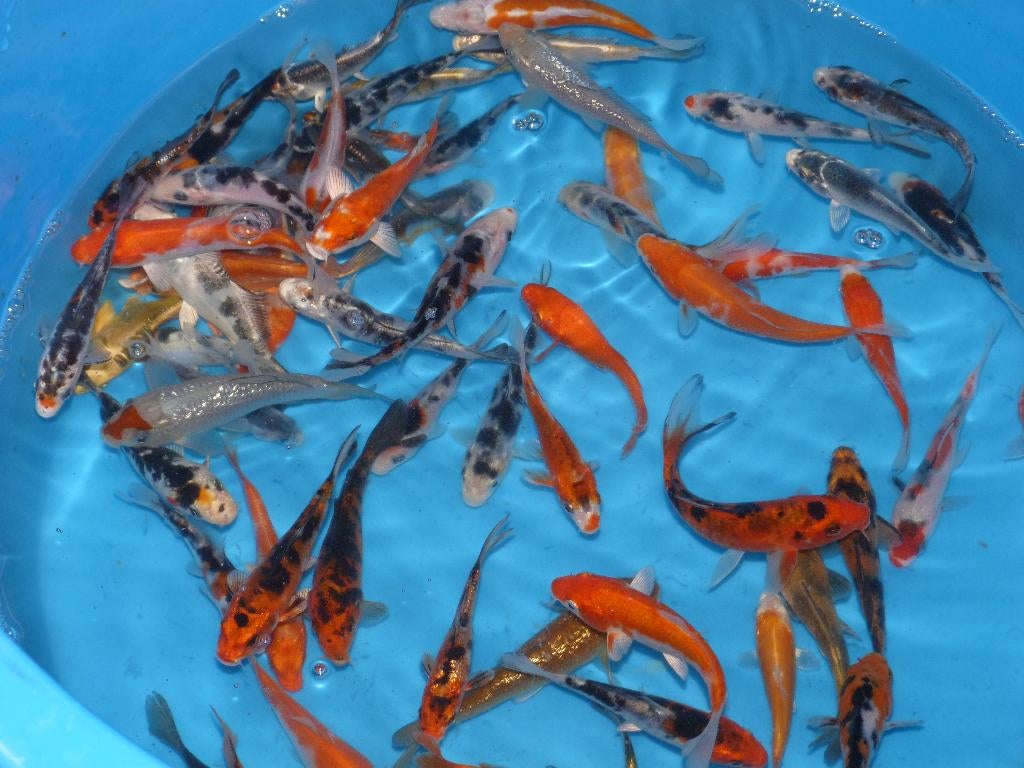 HQ Import koi 12 / 15 cm bij Koidream in Valburg, Dieren en Toebehoren, Vissen | Vijvervissen, Karper of Koi
