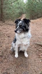 Australian Shepherd, Parvo, 1 tot 2 jaar, Teef, Eén hond