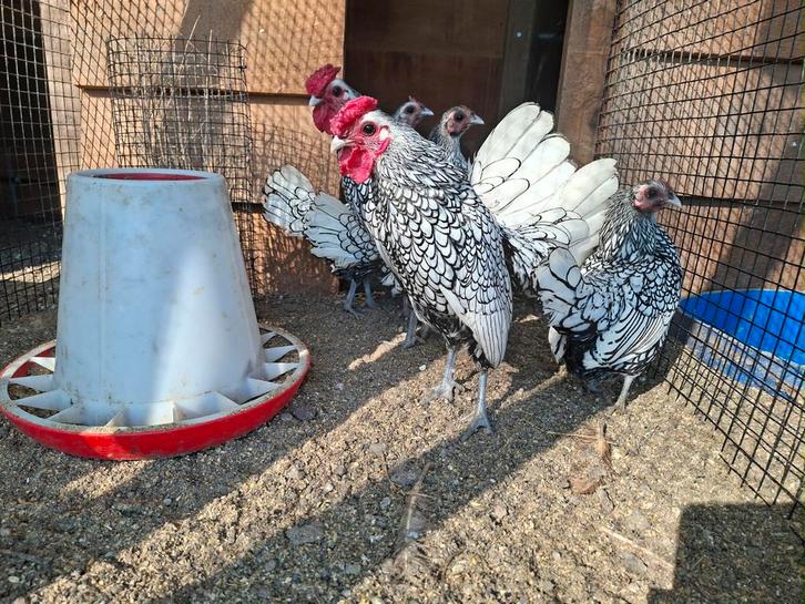 Sebright broedeieren goud- en zilverzwartgezoomd., Dieren en Toebehoren, Pluimvee | Toebehoren, Nieuw, Overige typen, Ophalen of Verzenden