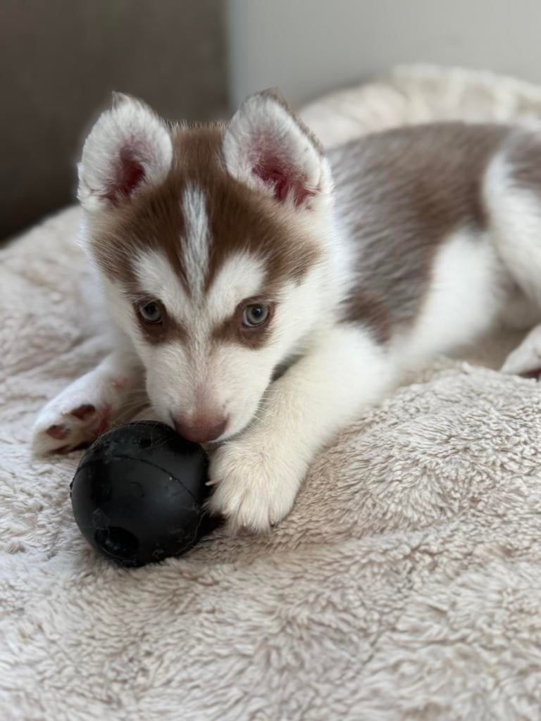 Pomsky puppy,s, Dieren en Toebehoren, Parvo, Overige rassen, 8 tot 15 weken, Meerdere