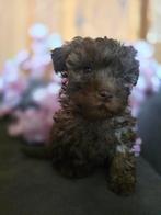 Bolonka zwetna pups, Dieren en Toebehoren, Overige rassen, Meerdere, Meerdere dieren, Nederland