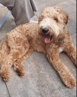 Labradoodle, Overige rassen, 1 tot 2 jaar, Parvo, Meerdere dieren