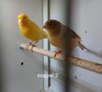 Koppel kanaries, Meerdere dieren, Kleurkanarie