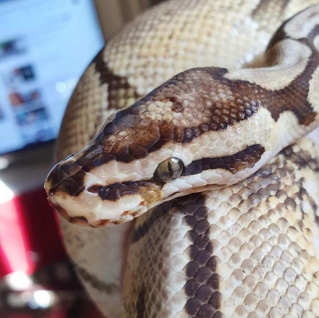 Koningspython Mojave Spider 1.0 Ball Python - male for sale from Sjois