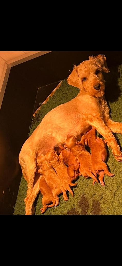 Lieve mini/ kleine doodle pups 🐶, Dieren en Toebehoren, Honden | Niet-rashonden, Parvo, 8 tot 15 weken, Meerdere, Meerdere dieren