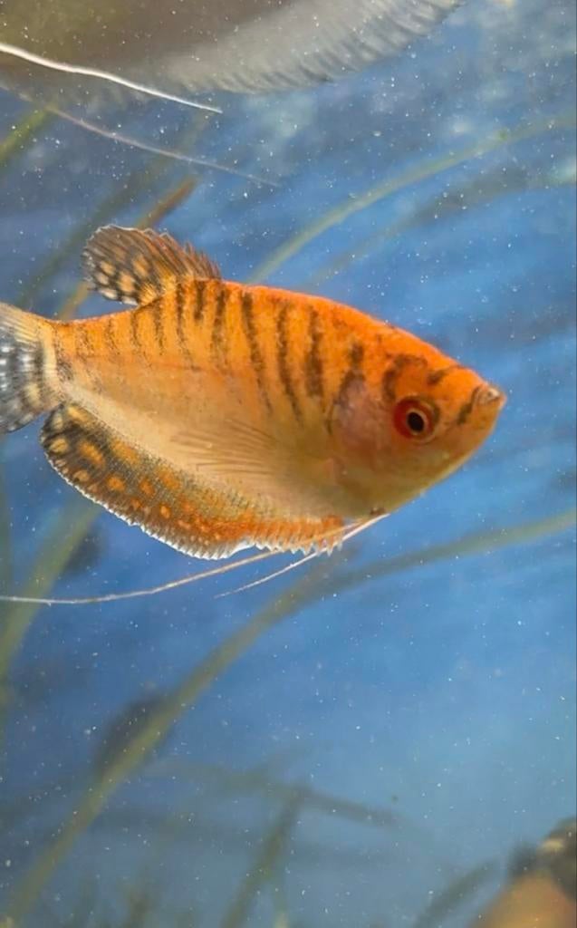 3 gouden gurami’s, Dieren en Toebehoren, Vissen | Aquariumvissen, Vis