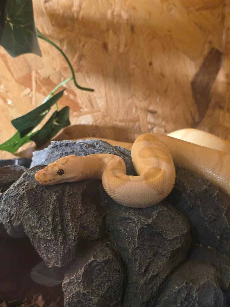 Ballpython, koningspython Ball Python - unknown for sale from Samira