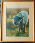 Schotse hooglander (foto) .. in Barth wissellijst van 40x50., Ophalen of Verzenden