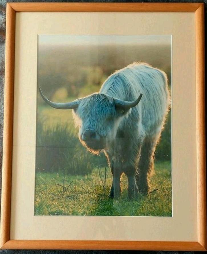 Schotse hooglander (foto) .. in Barth wissellijst van 40x50., Antiek en Kunst, Kunst | Tekeningen en Foto's, Ophalen of Verzenden