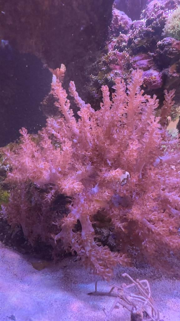 Beginner stekjes Sinularia Leder koraal, Dieren en Toebehoren, Vis, Zoutwatervis, Schoolvis