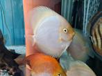 Snow White Discus, Symphysodon Discus, Dieren en Toebehoren, Vissen | Aquariumvissen, Vis, Zoetwatervis