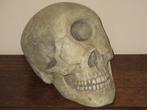 REPLICA Cycloop Schedel éénoog Skull realistisch HANDGEMAAKT, Ophalen of Verzenden, Nieuw, Overige soorten, Schedel