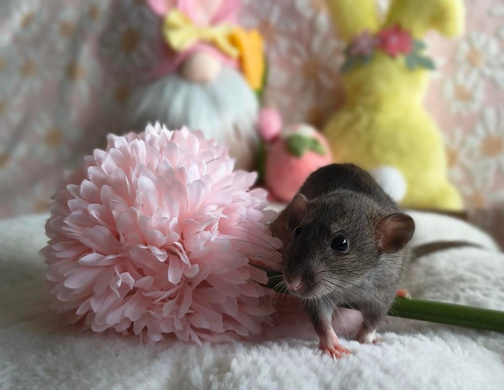 U kunt contact met opnemen voor beschikbaarheid van rittens, Dieren en Toebehoren, Knaagdieren, Rat, Augustus, Vrouwelijk, Tam