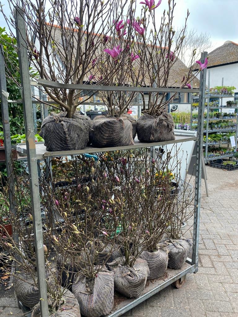 Magnolia boom  susan en george henry kern, Volle zon, Vaste plant, Lente, Ophalen