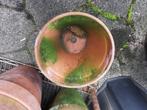 Terracotta pot bloempot Italiaans 25w-22h mooi patina Miekje, ., Rond, Ophalen of Verzenden, Zo goed als nieuw