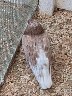 Iraanse hoogvliegers, Meerdere dieren, Overige soorten