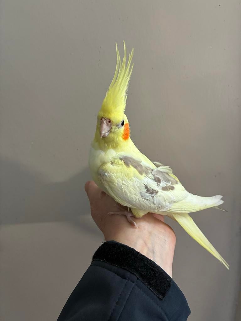 Handtamme jonge valkparkiet, Geslacht onbekend, Parkiet, Geringd