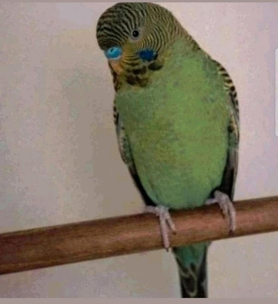 Blackface split blackwing man, Dieren en Toebehoren, Mannelijk, Parkiet, Geringd