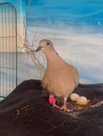 VERMIST IN HENGELO Turkse tortelduif