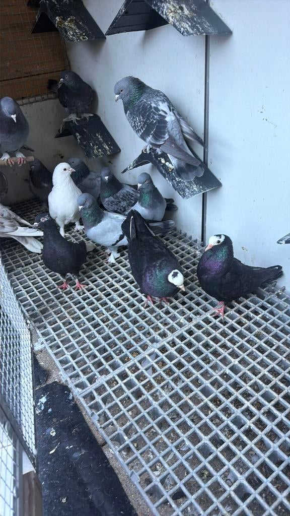 Takla, Dieren en Toebehoren, Vogels | Duiven