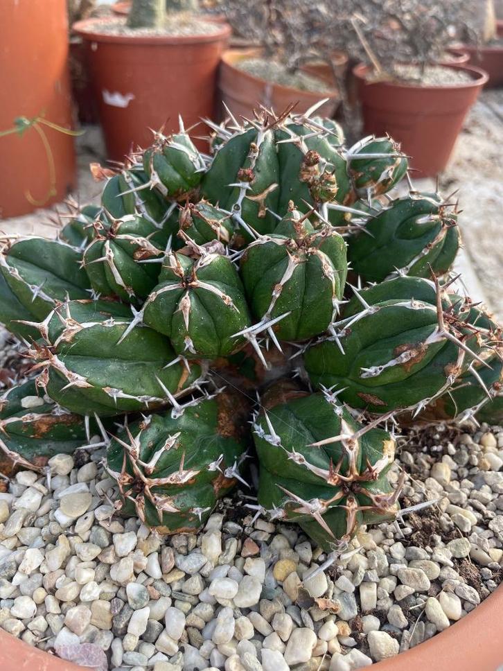 Cactus Euphorbia Echinus potmaat 21 en 27 cm, Huis en Inrichting, Kamerplanten, Cactus, Minder dan 100 cm, Bloeiende kamerplant