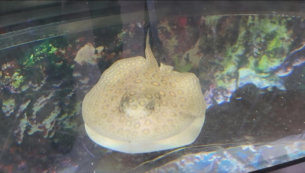 Mooie mini marbe pup vrouw, Dieren en Toebehoren, Vissen | Aquariumvissen, Vis