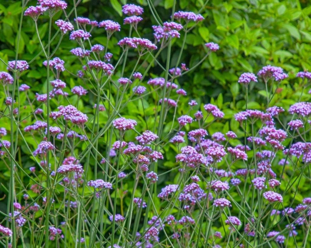 Verbena, ijzerhard, Ophalen, Overige soorten, Volle zon