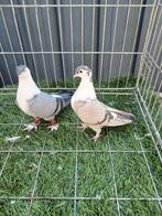 Koppel duiven, Meerdere dieren, Overige soorten