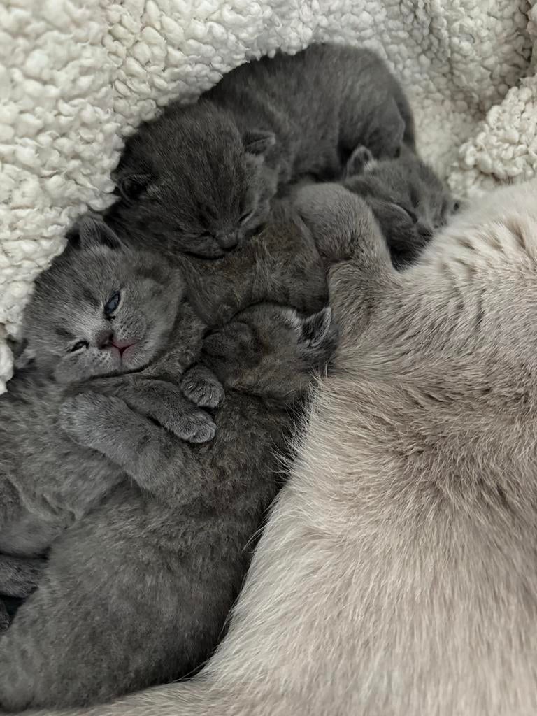 Britse Korthaar kittens uit lief nestje – moeder Blue Point, Kater