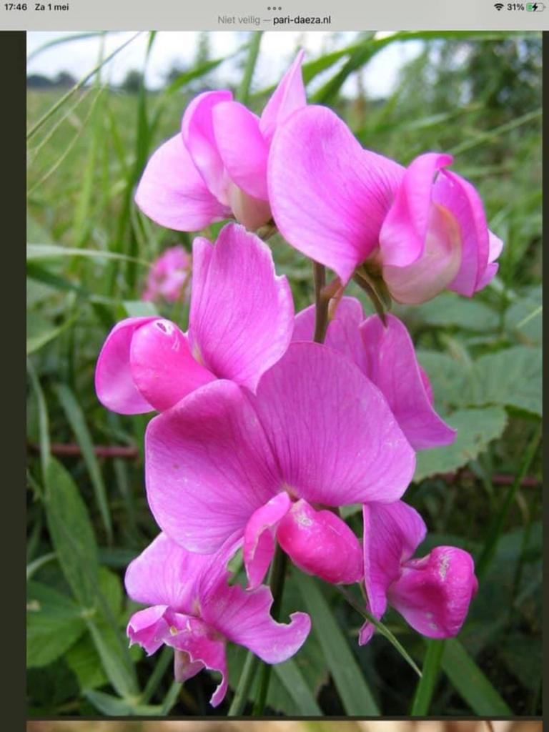 Zaad van de vaste Lathyrus., Ophalen of Verzenden, Voorjaar, Volle zon, Zaad