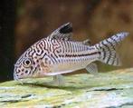 Corydoras Julii - dwergmeerval voor het tropisch aquarium, Dieren en Toebehoren, Vis, Zoetwatervis, Schoolvis