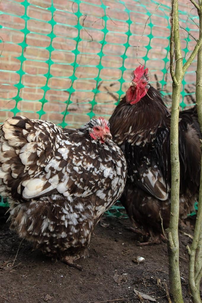 Orpington choco wit gepareld groot haan gezocht, Dieren en Toebehoren, Pluimvee, Mannelijk, Kip