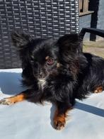 Prachtig lief gezond langharig 3 kleurig chihuahua reutje, Parvo, Reu, 1 tot 2 jaar, Eén hond