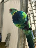 1-1 bernard parkieten, Dieren en Toebehoren, Meerdere dieren, Parkiet, Geringd