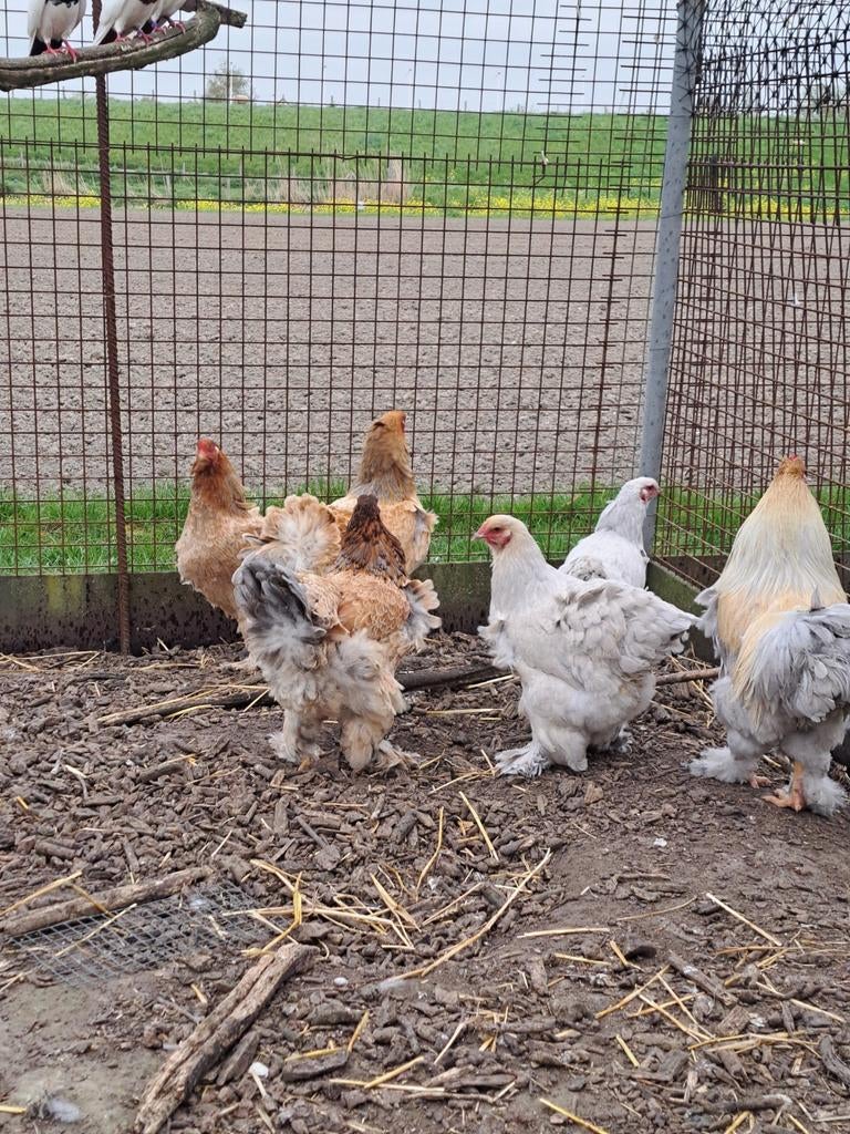 Broedeieren brahma groot, Geslacht onbekend, Kip