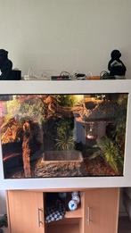 Terrarium met ball python’s, Dieren en Toebehoren, Reptielen en Amfibieën, Slang, Met terrarium, 3 tot 6 jaar