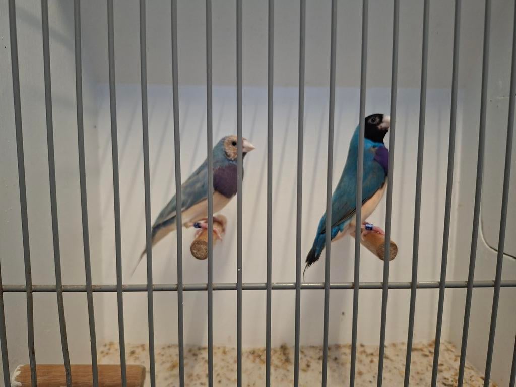 Gouldamadines blauw en split blauw, Meerdere dieren, Tropenvogel, Geringd