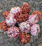 CHRYSANT ANANAS- KUNST - 2 KLEUREN